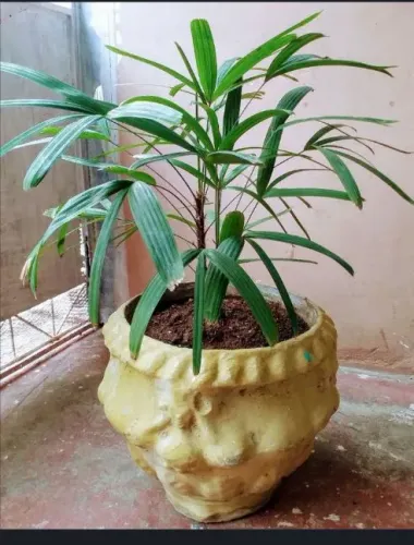 Palmeira ráfia