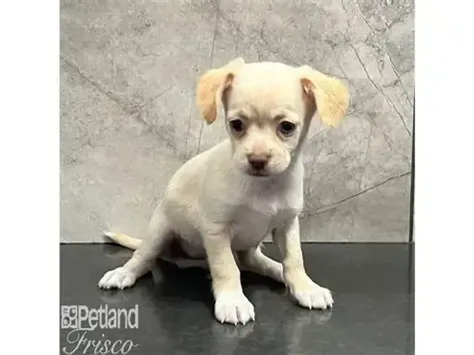 pinscher x chihu minis brancos , otimos para apartamento