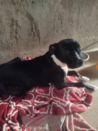 Pitbull bebê para adoção 