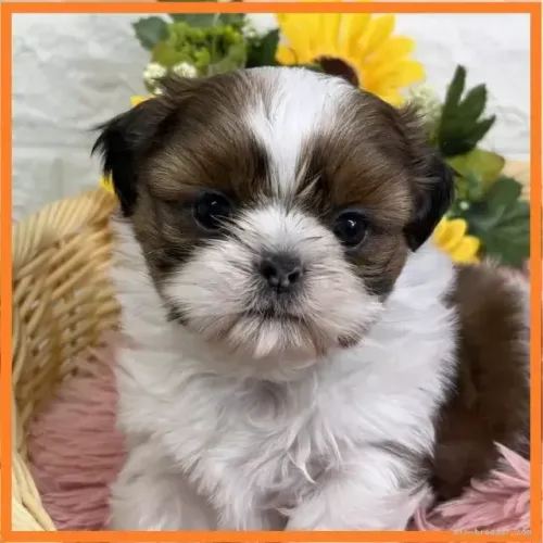 Neném de raça pura Shih Tzu/ Shitzu filhotinhos peludos macho e fêmea vacinados SP