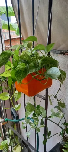 Samambaias&Jiboias