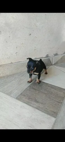 Cachorro