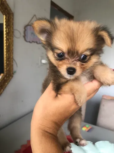 Vendo filhote de Lulu da Pomerania macho 