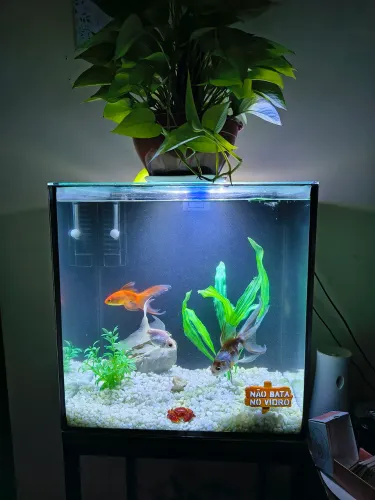 Aquário 60L Completo com Sump + Suporte + Brindes (Tratamentos e Testes)
