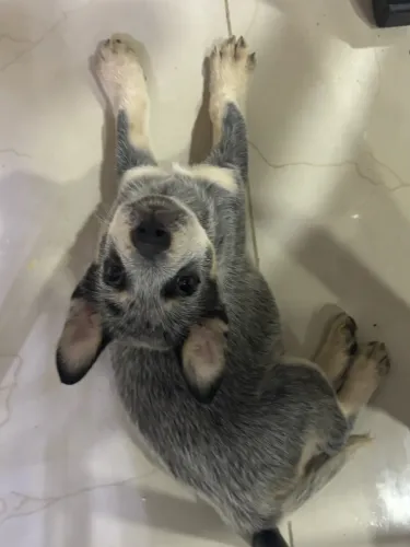 Filhote de Blue Heeler para vender 