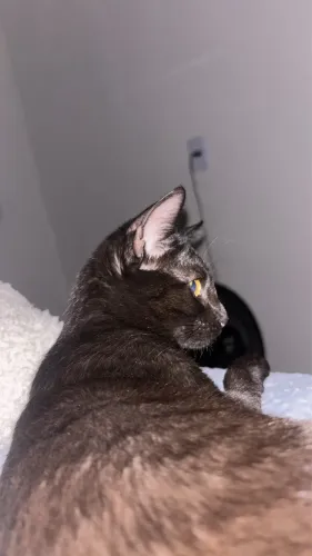 Doa-se 3 gatinhos