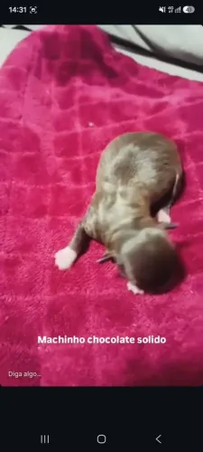 Chihuahua Chocolate 