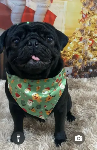 Pug macho preto pra cruzar