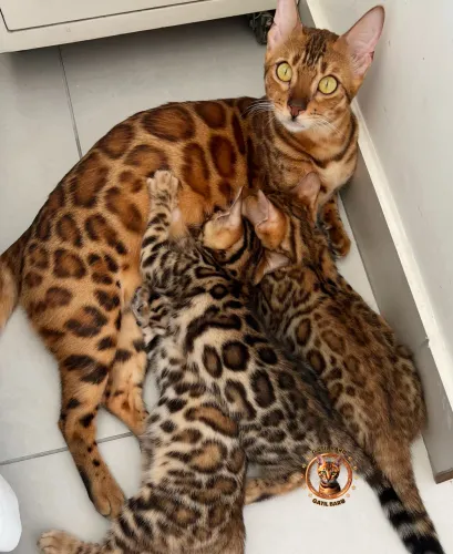Gato Bengal 