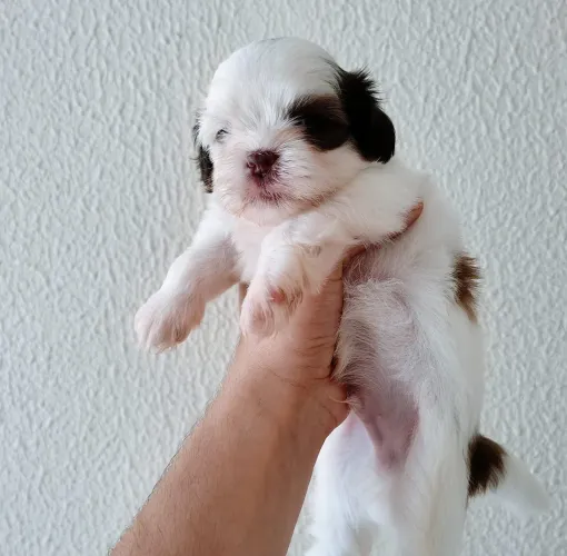 Shih Tzu micro fígado(olhos claros e focinho marrom)