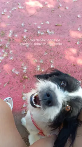 Adoção responsável 