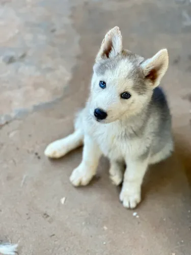 FILHOTE HUSKY SIBERIANO MACHO