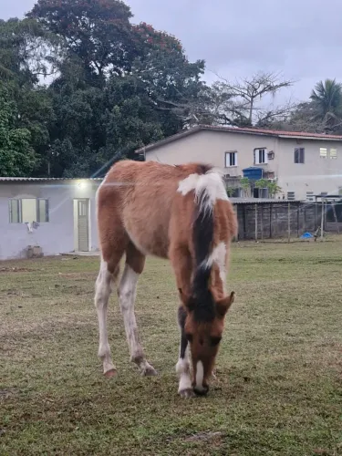 Potra Mangalarga Marchador