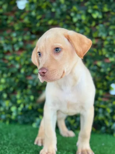 Labrador Amarelo | Entregamos hoje