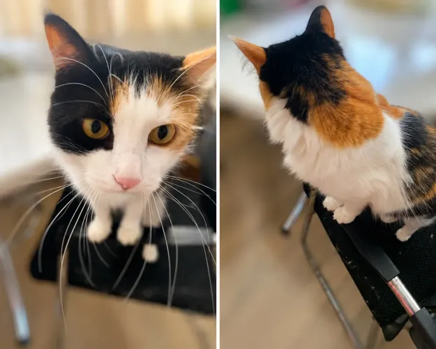 DOAÇÃO DE GATO