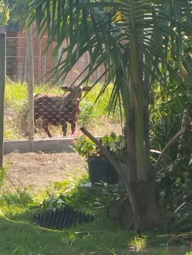 Vendo uma Mini vaca 