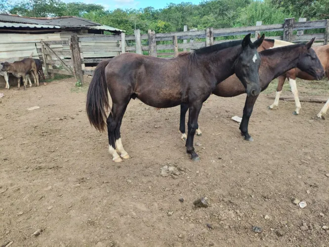 Cavalo, égua, potros e potras