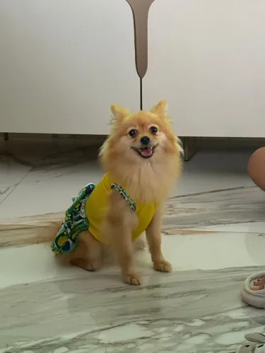 Cachorrinha para cruzar 
