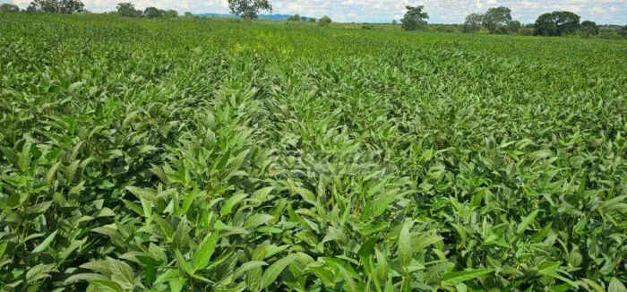 Fazenda com 4 dormitórios à venda, m² por R$ 70.700.000,00 - Zona Rural - São João da Ali