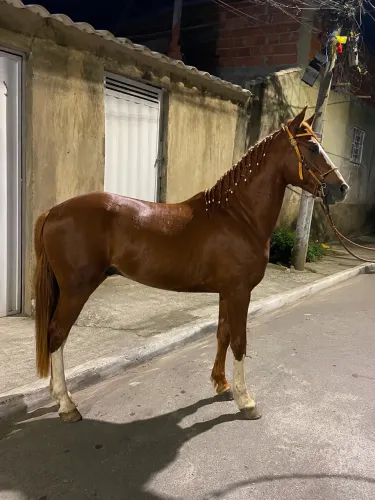 Cavalo alazão capado 
