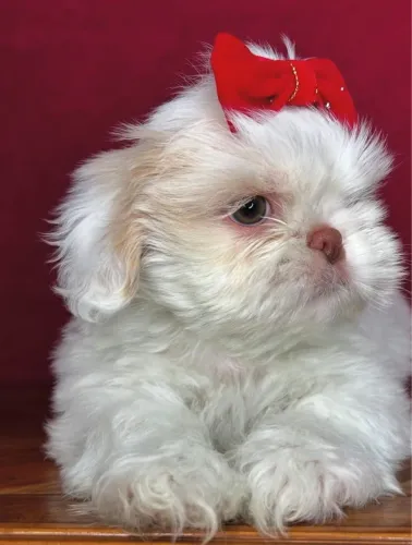 Filhote de shih tzu fêmea branca e nariz vermelho 