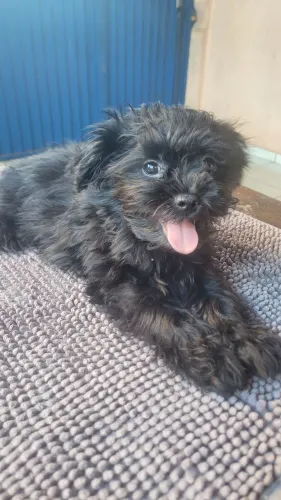 Cachorro shihtzu