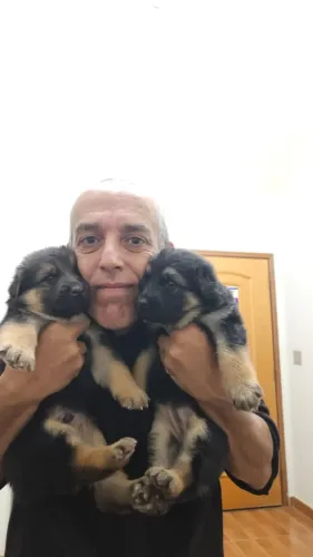 Pastor Alemão Capa Preta