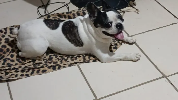Buldogue francês em randuba