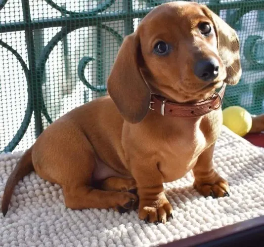PROMOÇÃO!! BASSET DACHSHUND MACHO