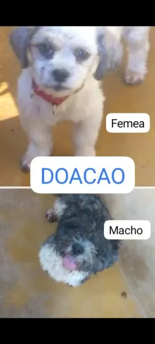 Doação de cão da raça shitizul 