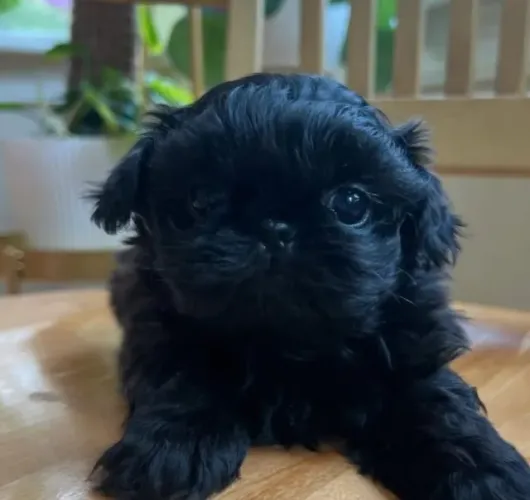 Filhotes de Shih Tzu | Um amigo que encanta.