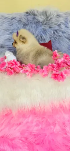 Luluzinha perfeita demais!