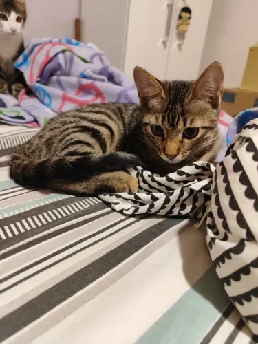 Doação consciente Gata