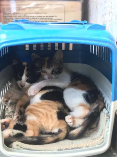 Gatinhas para doação urgente 