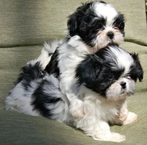 Shihtzu fêmea panda