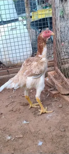 Vendo galinhas Indio Gigante 
