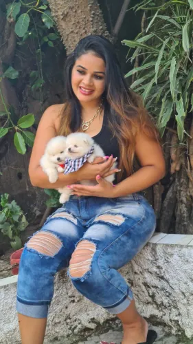 Spitz alemão miniatura em sp!