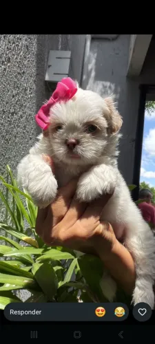 Filhotes Shihtzu puro 
