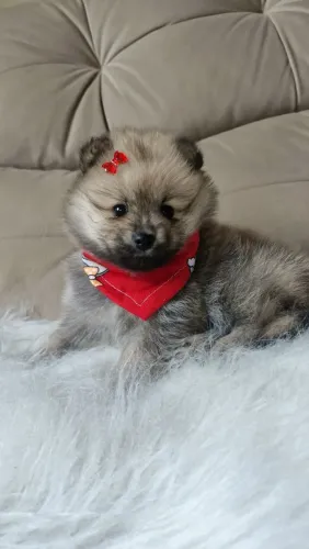 Lulu da pomerania Fêmea