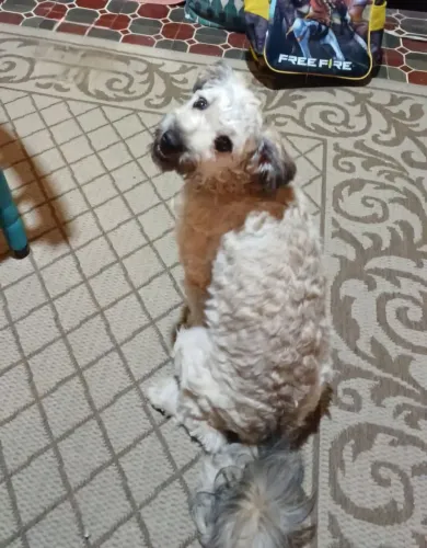 POODLE ENCONTRADO! PROCURA-SE O TUTOR