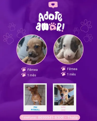Cachorrinhas para Adoção!