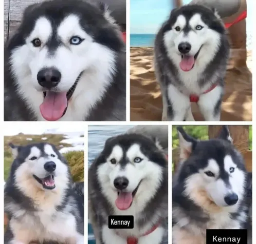 Husky siberiano 