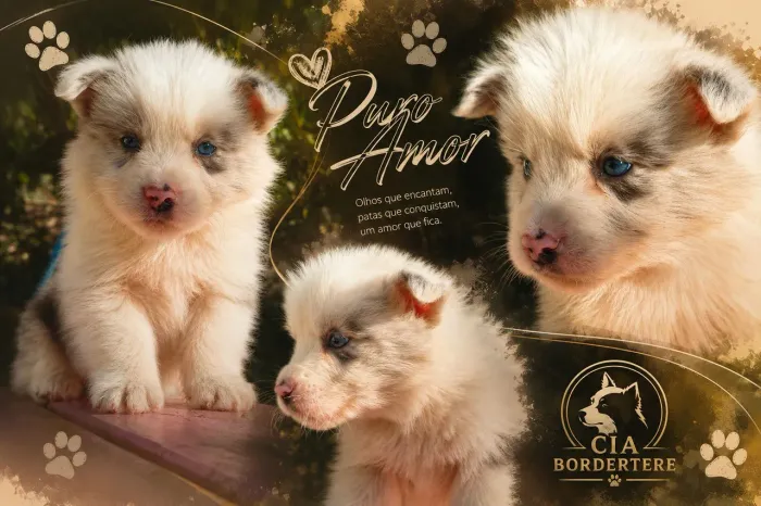 Border collie (MACHO ) Blue merle 