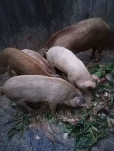 Porco a venda