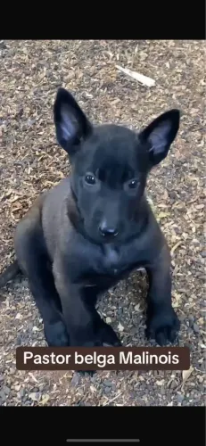 Filhote pastor belga malinois