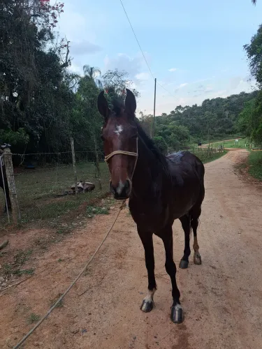 Vendo cavalo 