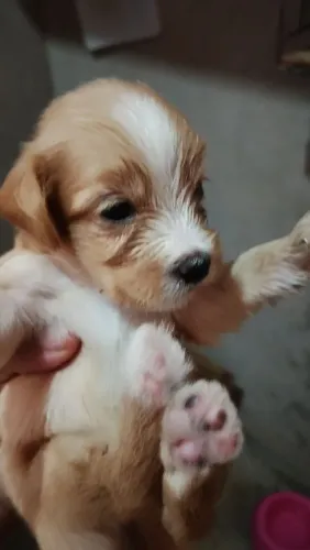 Filhotes de poodle na promoção