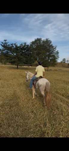 Cavalo marchador manso 