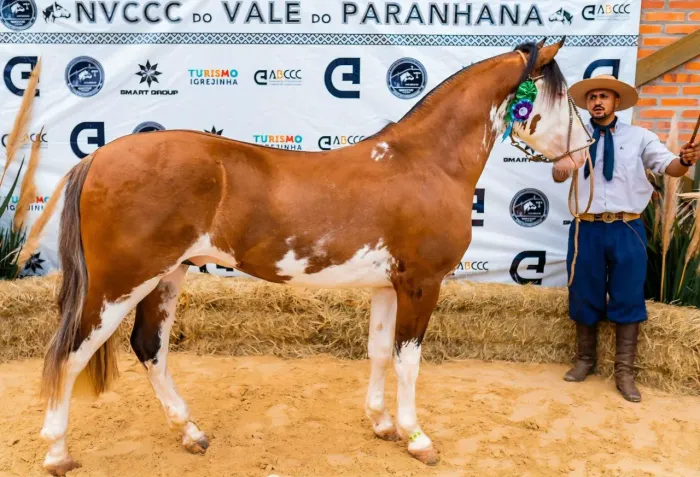 Potro oveiro salgo lindo e premiado 