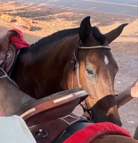 Vendo égua Mangalarga Marchador